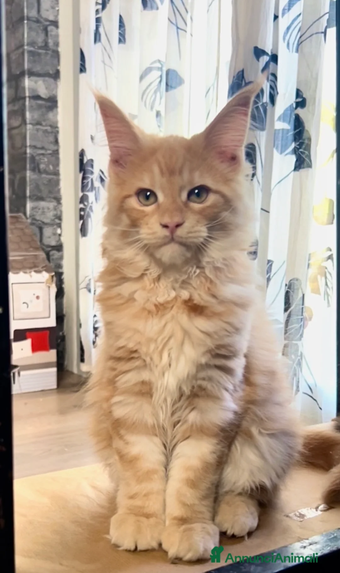 Maine Coon gatti in vendita: Cucciolo di Maine Coon red, genitori testati a Provincia di Reggio Emilia - Annuncio 1