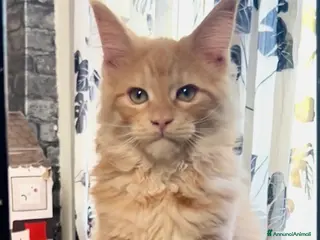 Maine Coon gatti Cucciolo di Maine Coon red, genitori testati - Annuncio 2