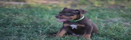 Pitbull cani in vendita: Cuccioli Pit Bull con pedigree anche a rate - Annuncio 7