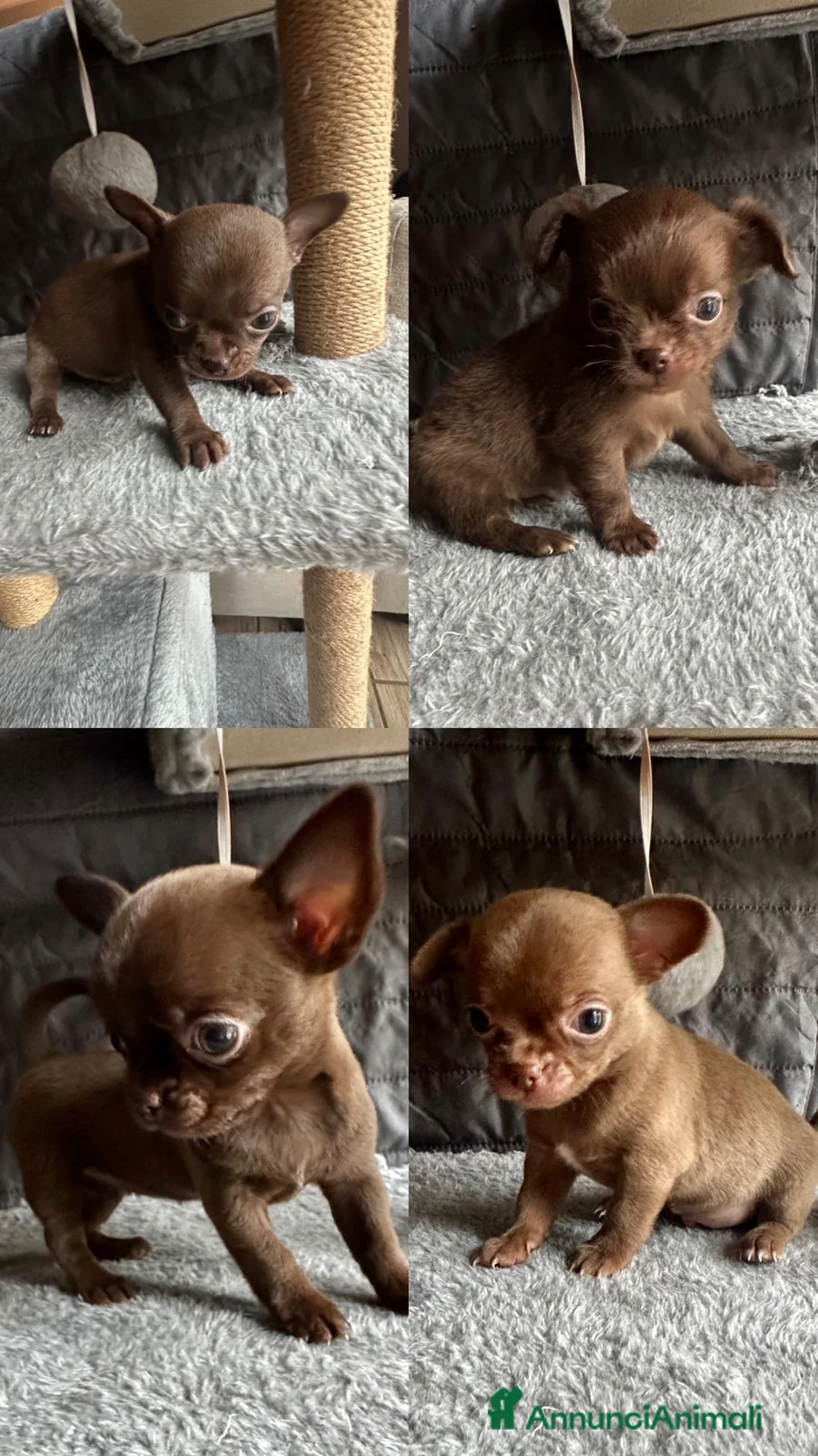 Chihuahua cani in vendita: Cuccioli Chihuahua con Pedigree Enci a Provincia di Cuneo - Annuncio 2