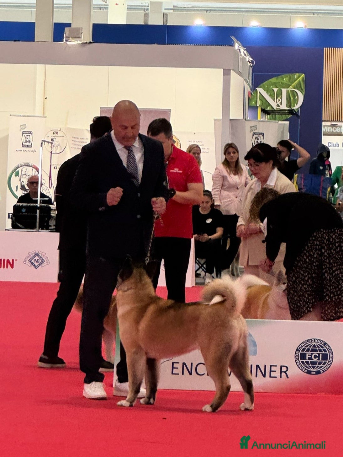 Akita Americano cani Legendary Dogs Kennel  - Annuncio 3