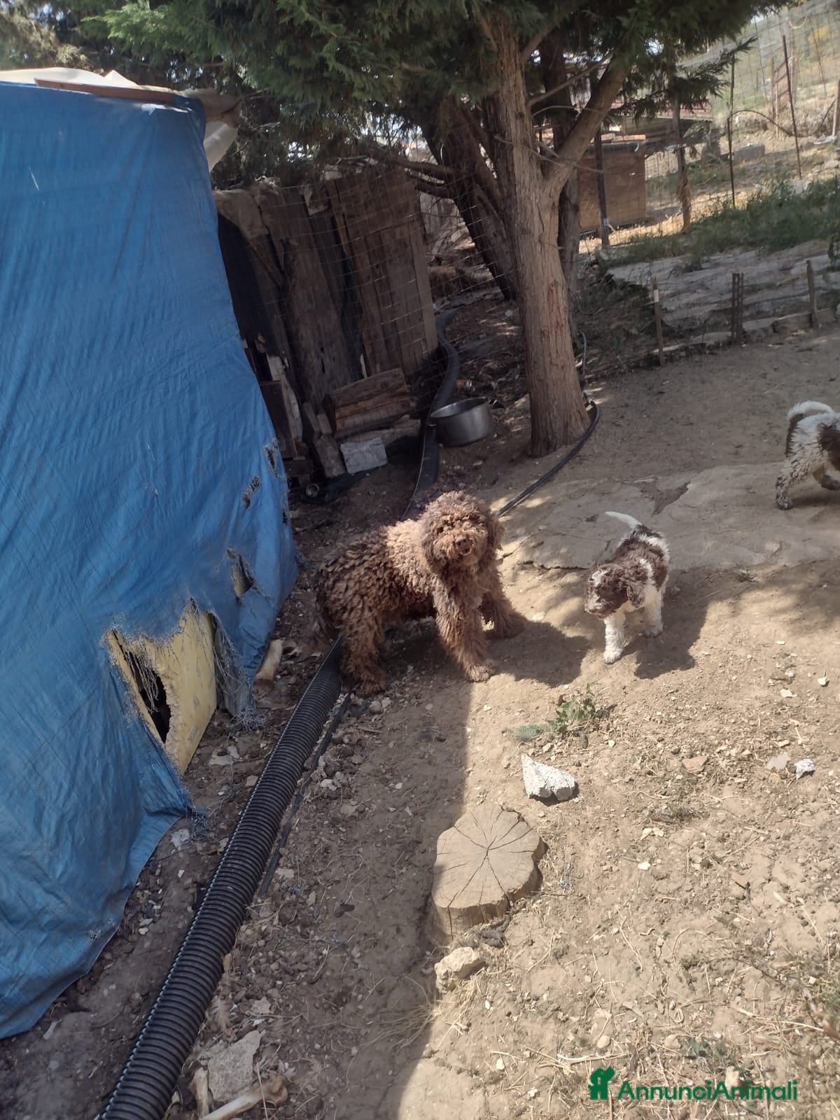 Altre razze cani Cuccioli - Annuncio 2