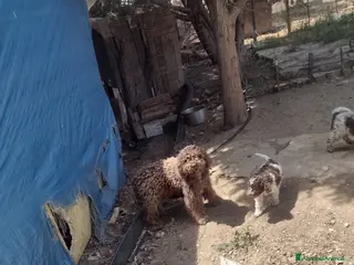 Altre razze cani Cuccioli - Annuncio 33