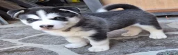 Husky cani in vendita: Cuccioli husky  - Annuncio 3