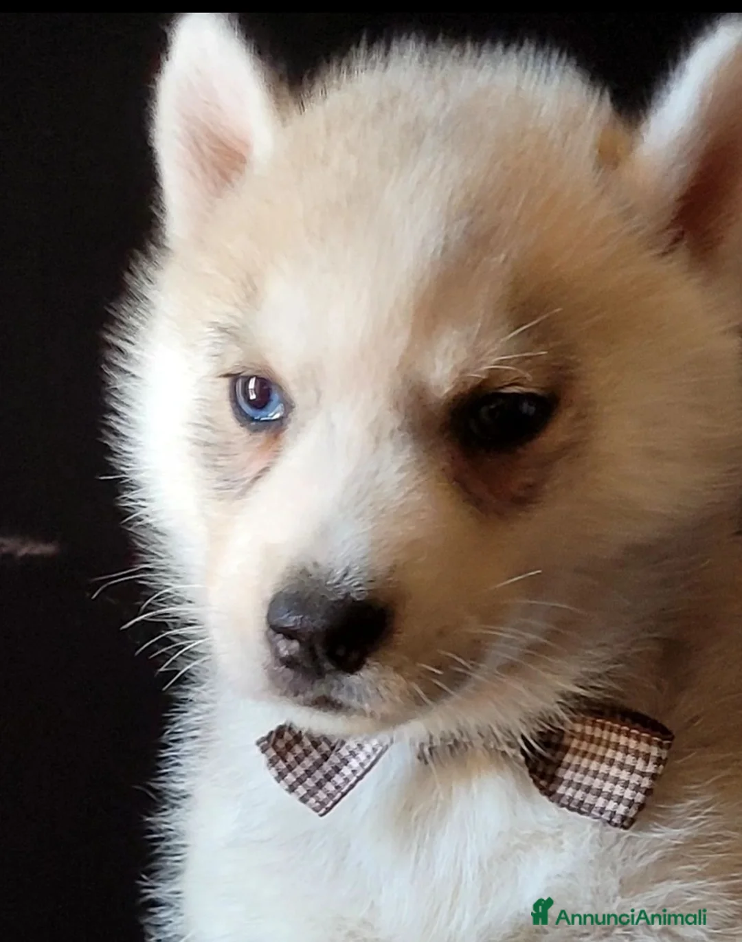 Husky cani in vendita: SIBERIAN HUSKY CUCCIOLATA CON PEDIGREE  - Annuncio 8