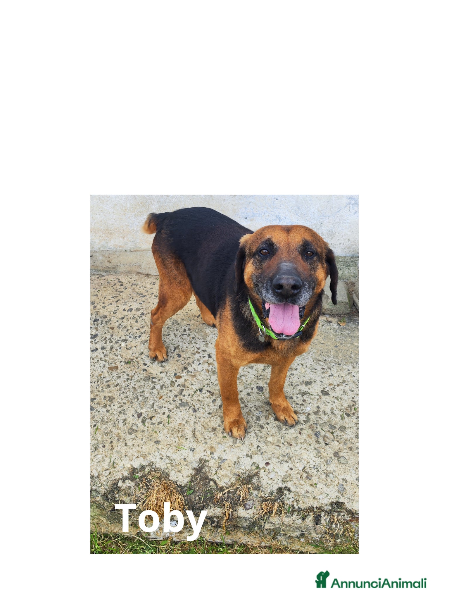 Meticcio cani Cani affettuosi cercano padroni amorevoli - Annuncio 1