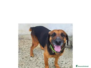 Meticcio cani Cani affettuosi cercano padroni amorevoli - Annuncio 1