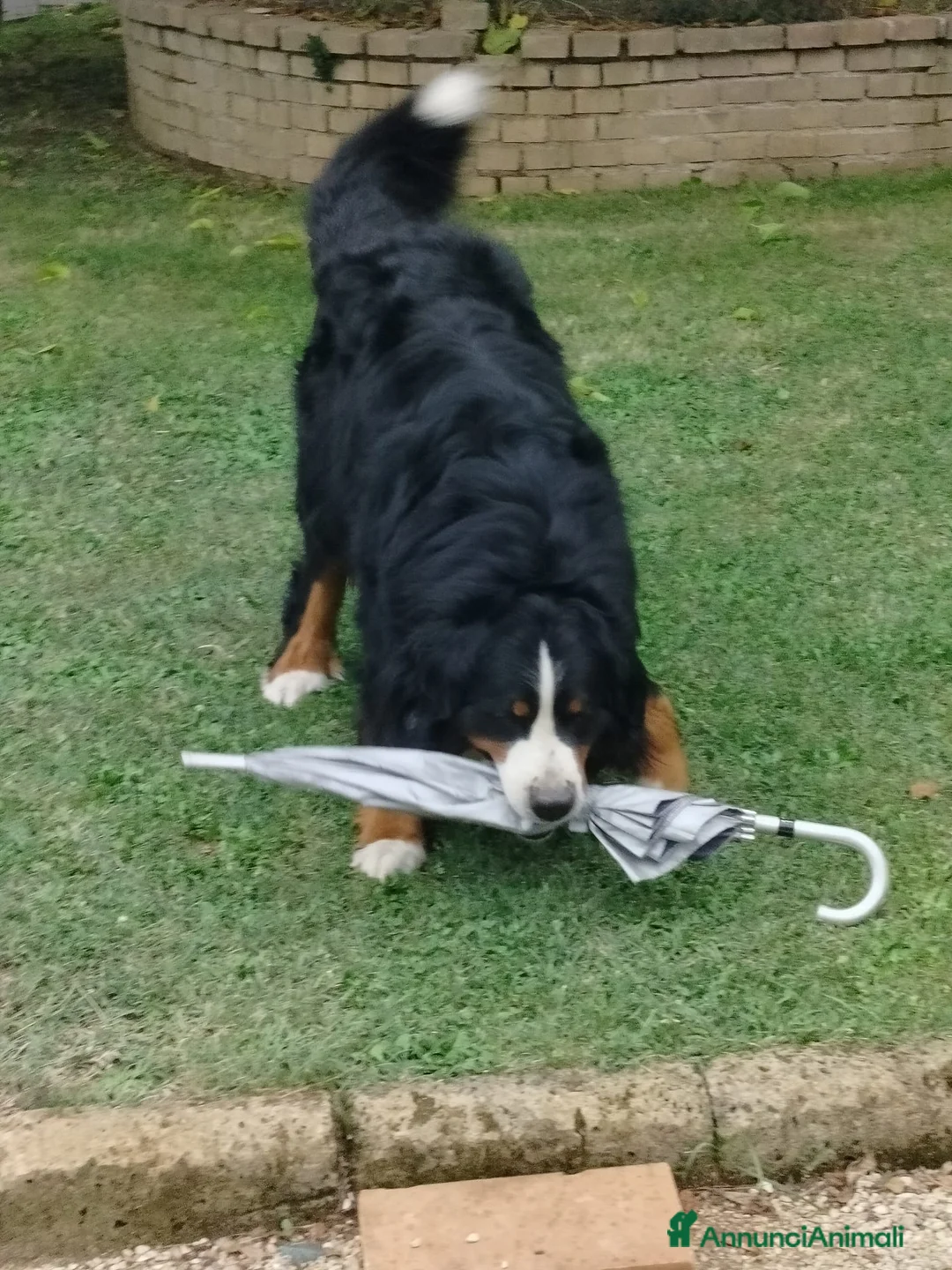 Bovaro del Bernese cani per accoppiamento: ARON Bovaro del Bernese - Annuncio 8