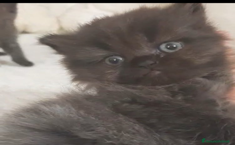 Scottish gatti a Provincia di Reggio Emilia - Annuncio 16