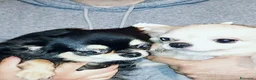 Chihuahua cani in vendita: Chiuauha avi Campioni internazionali  - Annuncio 11