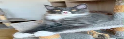 Maine Coon gatti in vendita: Maine coon pedigree maschio e femmina - Annuncio 4