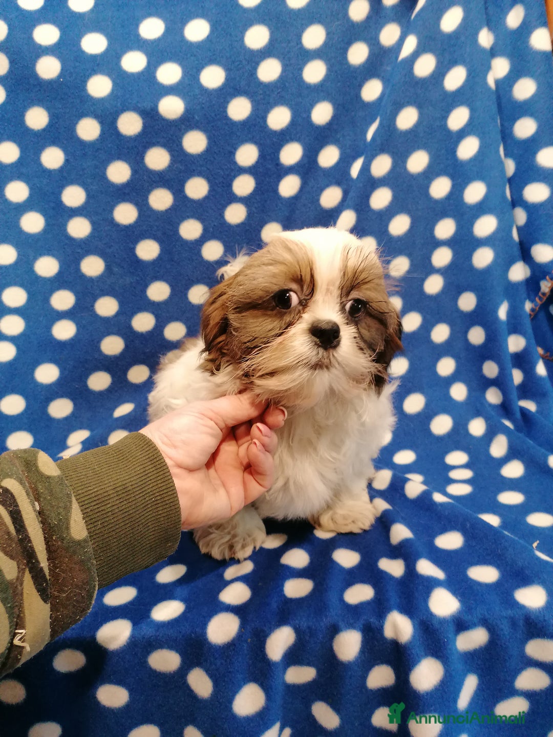 Shih Tzu cani in vendita: Shih Tzu cuccioli piccoli - Annuncio 5