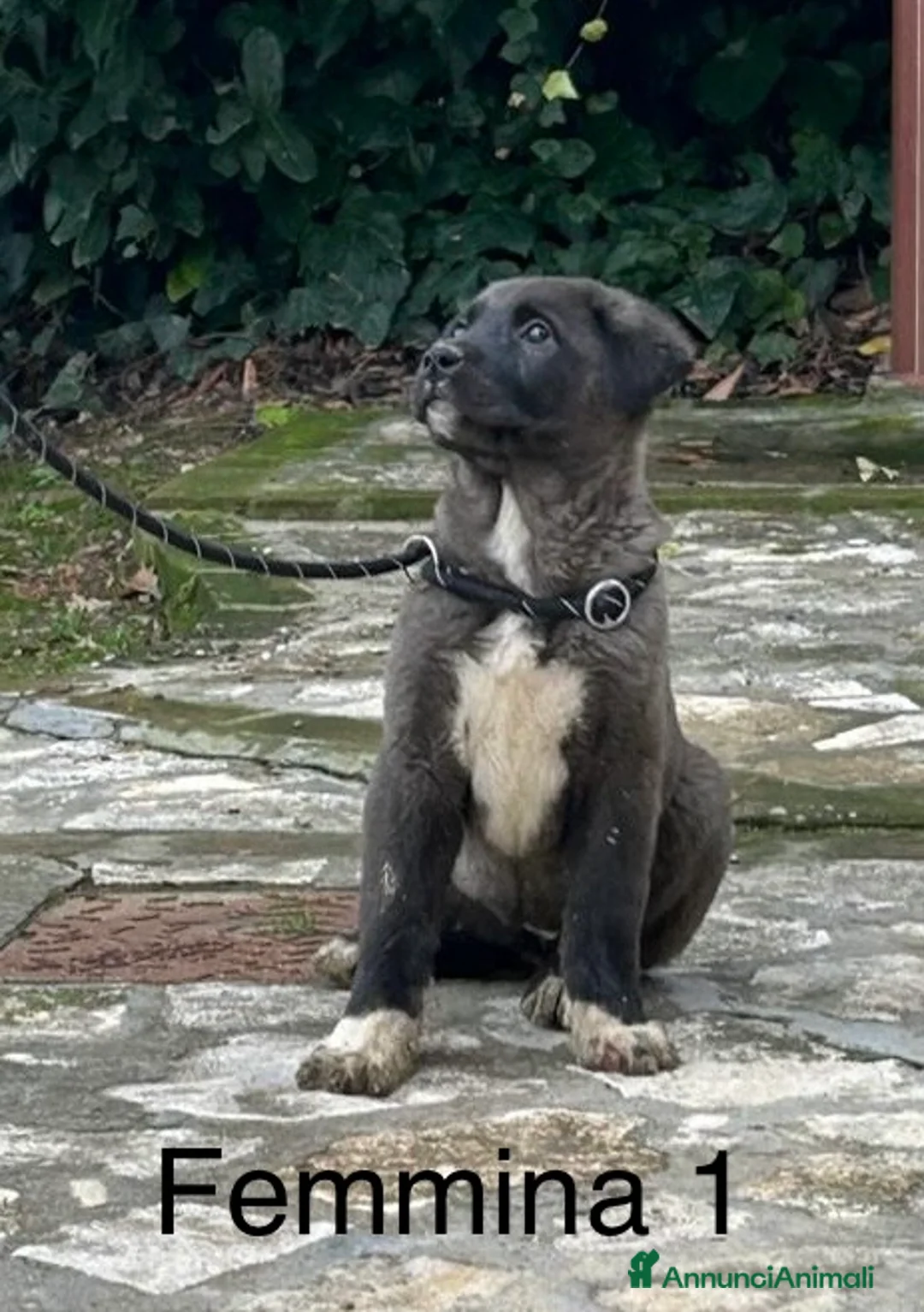 Pastore Asia Centrale cani in vendita: Cuccioli Pastore dell’Asia Centrale - Annuncio 1