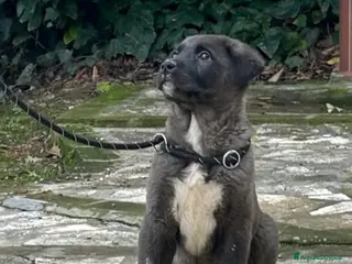 Pastore Asia Centrale cani Cuccioli Pastore dell’Asia Centrale - Annuncio 7