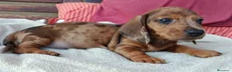 Bassotto cani in vendita: Bassotto arlecchino cioccolato femmina  - Annuncio 3