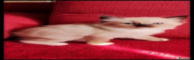 Ragdoll 7