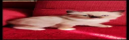 Ragdoll gatti in vendita: Ragdoll cuccioli con pedegree  - Annuncio 14