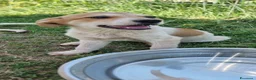 Meticcio cani in regalo: JOLLY 💙 - futura taglia media, curioso, tenero  - Annuncio 7