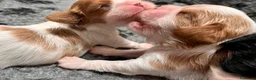 Cavalier King cani in vendita: Cuccioli  altamente selezionati! - Annuncio 1