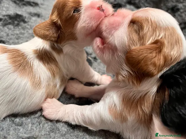 Cavalier King cani Cuccioli altamente selezionati! - Annuncio 1