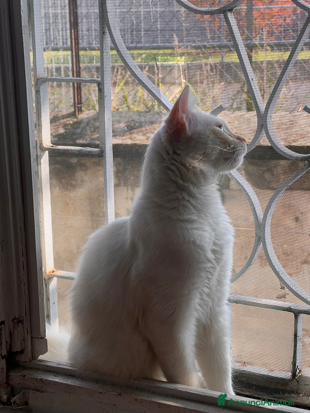 Europeo gatti in vendita: Gatto europeo - Annuncio 3