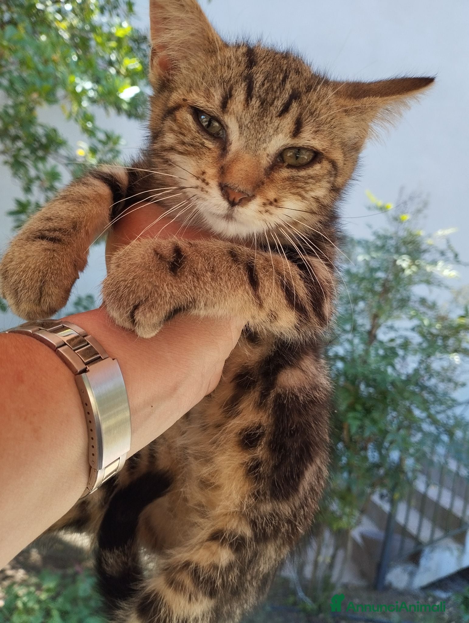 Europeo gatti Piccola terry - Annuncio 4