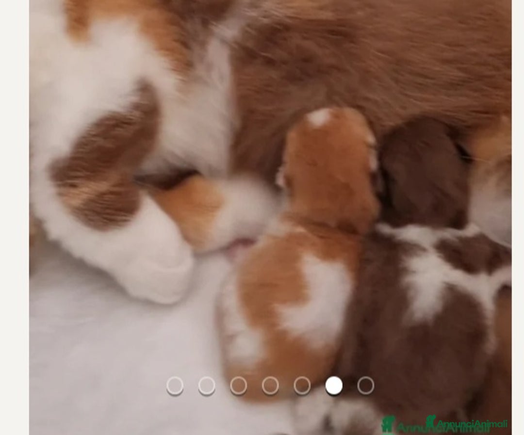 British gatti in vendita: British shorthair  - Annuncio 4