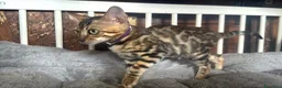 Bengala gatti in vendita: Bengal cucciola da riproduzione (Normandie) - Annuncio 15