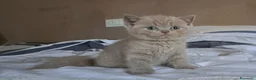 British gatti in vendita: Cuccioli british shorthair blu e lilac - Annuncio 2