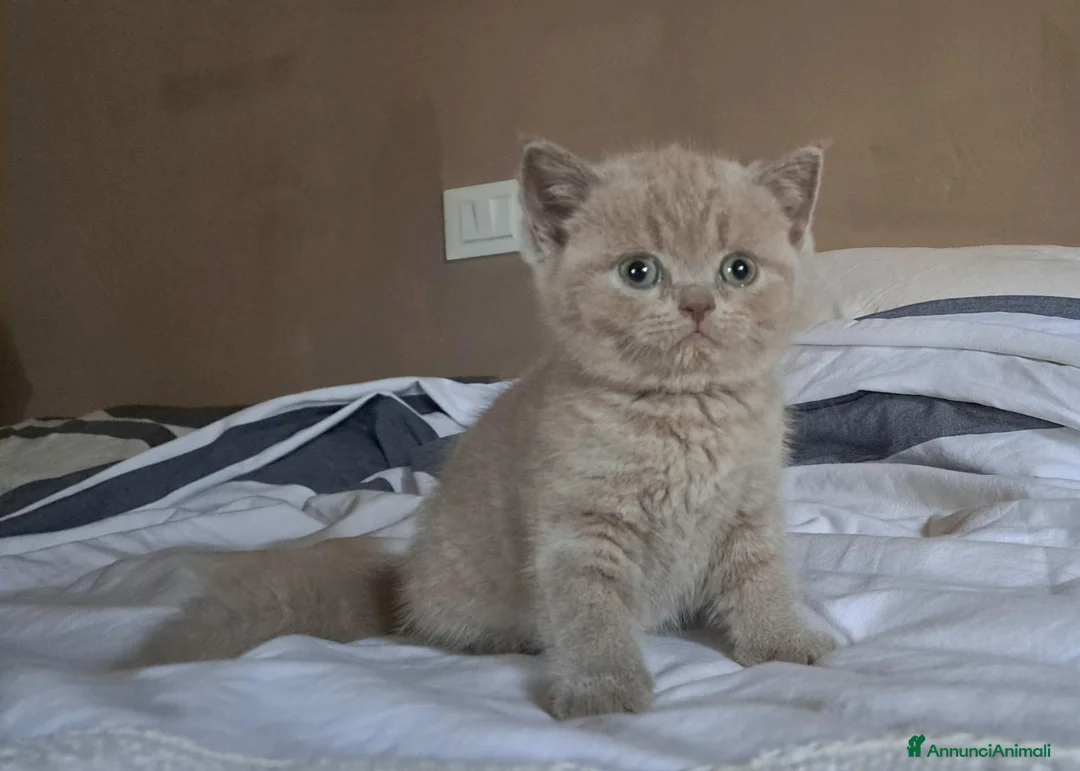 British gatti in vendita: Cuccioli british shorthair blu e lilac - Annuncio 2