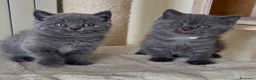 Scottish gatti in vendita: Scottish fold e straight  - Annuncio 27