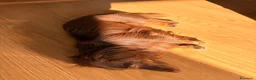 Bassotto Nano cani per accoppiamento: Bassotto nano pelo lungo per accoppiamento - Annuncio 5