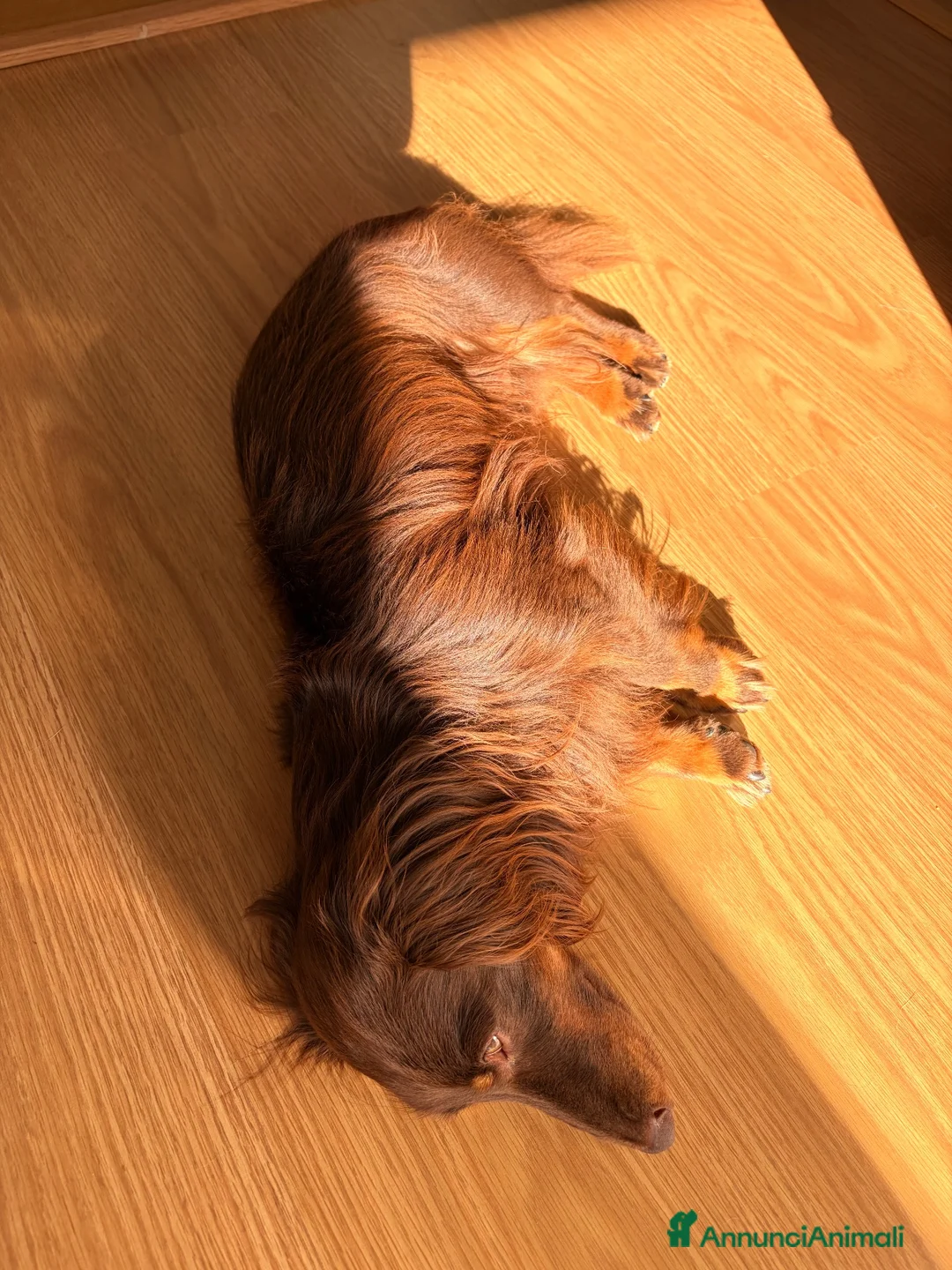 Bassotto Nano cani per accoppiamento: Bassotto nano pelo lungo per accoppiamento - Annuncio 5