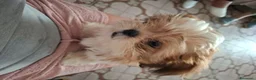 Shih Tzu cani in vendita: Vendita cucciolo - Annuncio 3