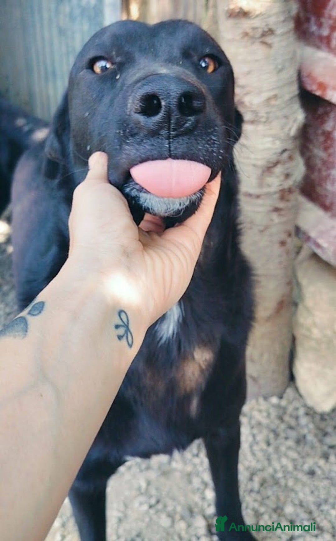 Meticcio cani in regalo: 1 anno, CARLO, cerca casa e AMORE - Annuncio 4