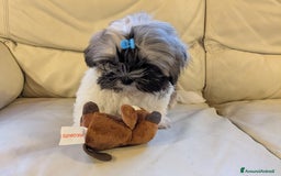 Shih Tzu cani in vendita: Maschio Shitzu con pedigree  a Provincia di Brescia - Immagine 3
