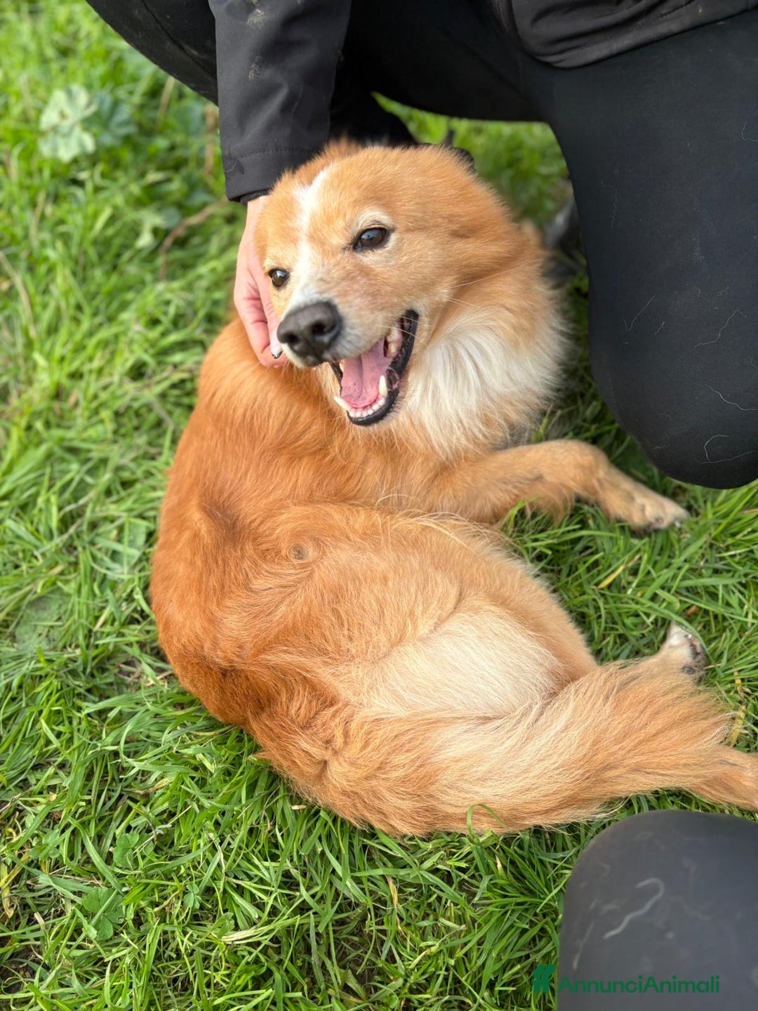 Meticcio cani in regalo: RICKY. 💙 - simil volpino taglia piccola - Annuncio 10