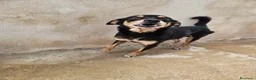 Pinscher Tedesco cani in regalo: Philips: pinscherino socievole. Lo cedono  - Annuncio 7