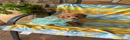 Barboncino Toy cani in vendita: Baroncini toy  - Annuncio 4