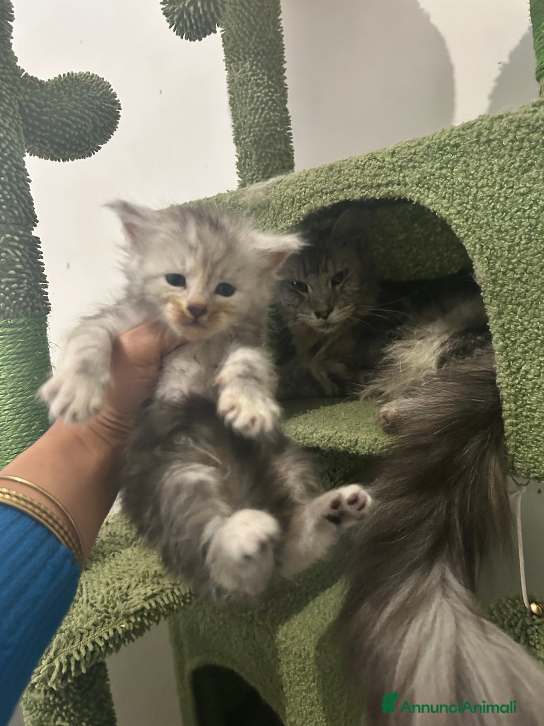 Maine Coon gatti in vendita: Cuccioli Maine coon - Annuncio 1