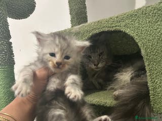 Maine Coon gatti Cuccioli Maine coon - Annuncio 16