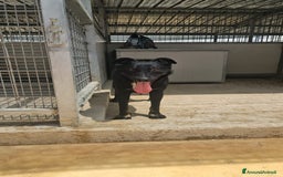 Meticcio cani in regalo: Carlo: 1 anno e mezzo, socievole, timido, dolce a Città Metropolitana di Genova - Immagine 29