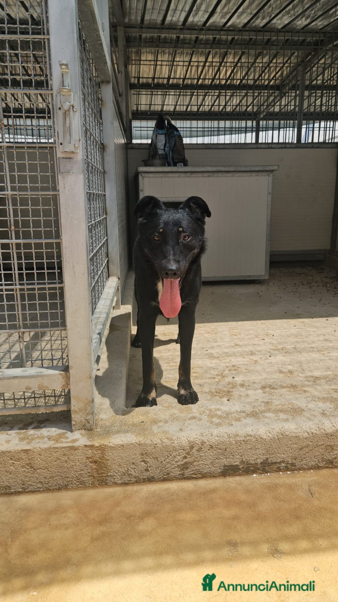 Meticcio cani in regalo: Carlo: 1 anno e mezzo, socievole, timido, dolce a Città Metropolitana di Genova - Immagine 29