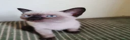Siamese gatti in vendita: Siamese a Provincia di Biella - Annuncio 6