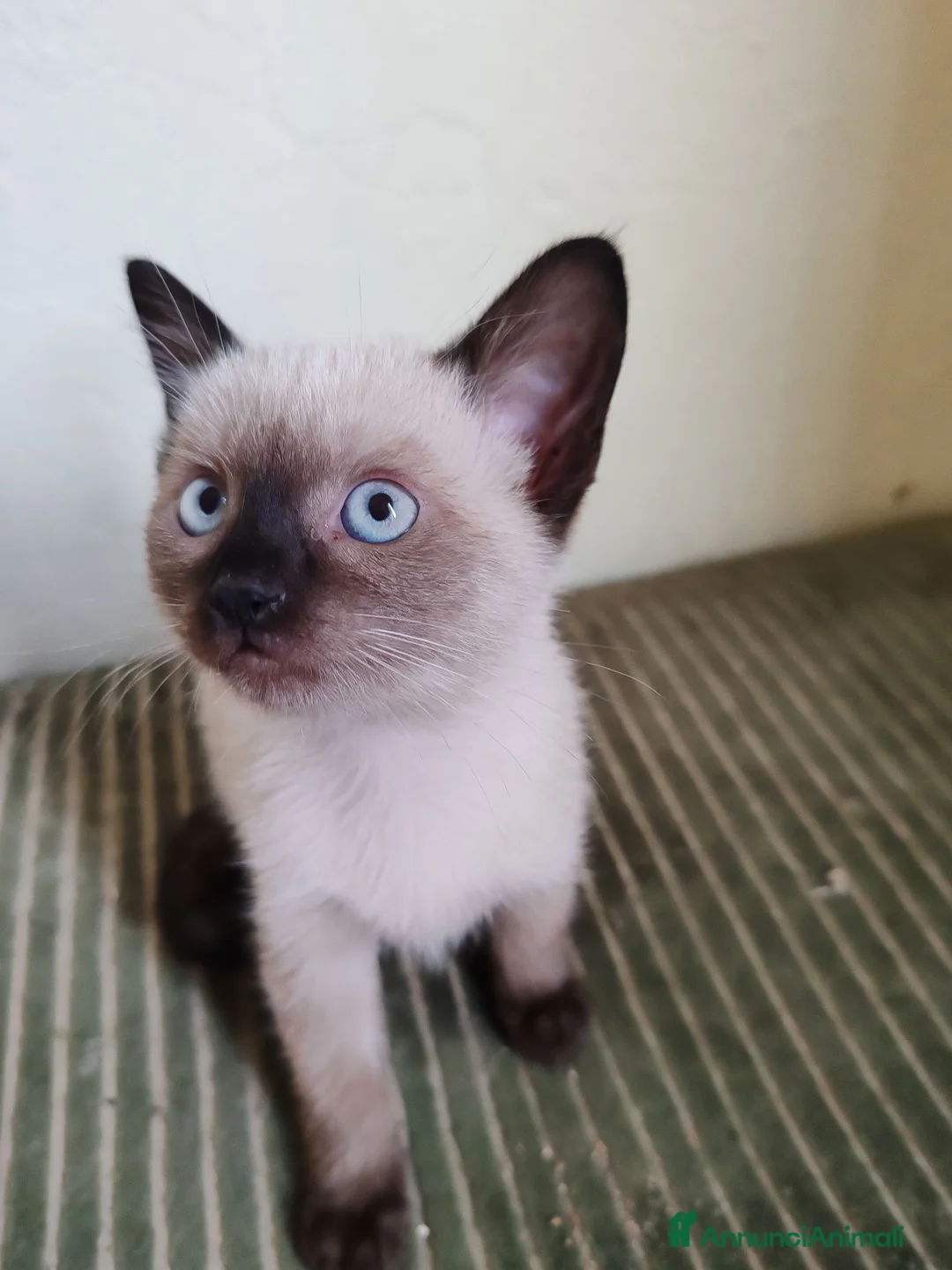 Siamese gatti in vendita: Siamese a Provincia di Biella - Annuncio 6
