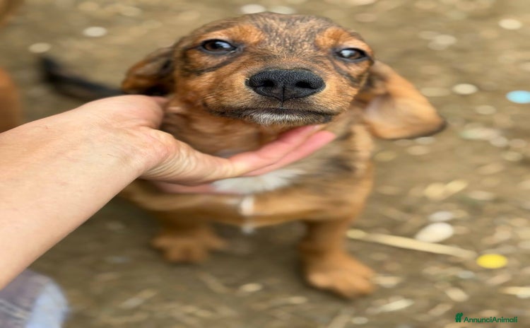Meticcio cani - Annuncio 11