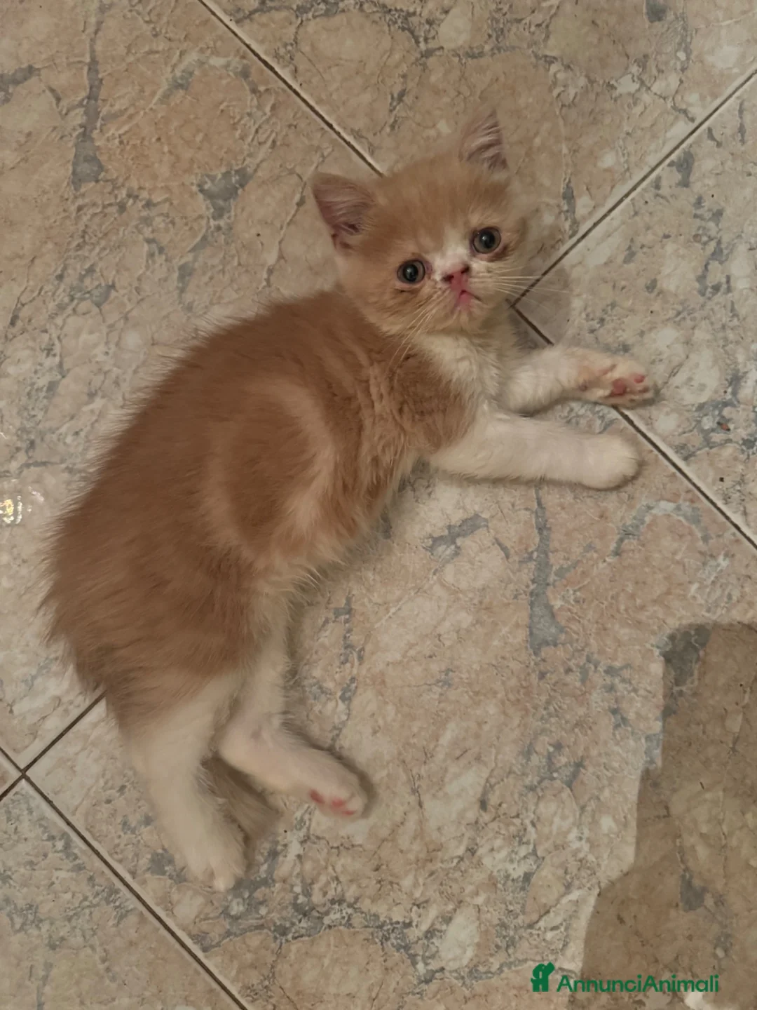 Exotic Shorthair gatti in vendita: Exotic Shorthair cuccioli a Provincia di Parma - Annuncio 2