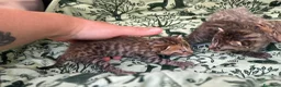 Meticcio gatti in vendita: Gattini Millefiori mix Bengal  - Annuncio 14