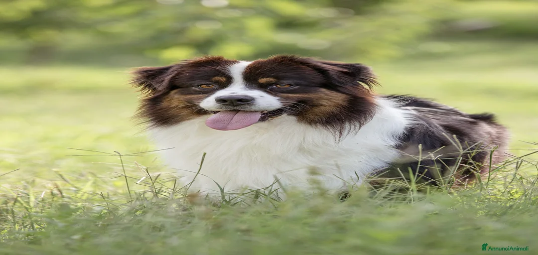 Immagine della galleria {{count}}