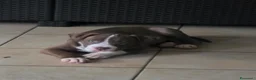 Pitbull cani in vendita: Cuccioli pitbull red nose - Annuncio 5
